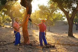 The ancient work of the Cork Harvest for Cork Leather