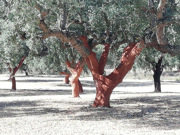 The Cork Oak Tree Protected by Law in Portugal