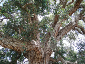 The Tenterfield Cork Tree