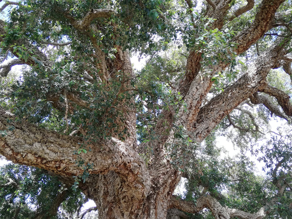 The Tenterfield Cork Tree - Artisan Corks